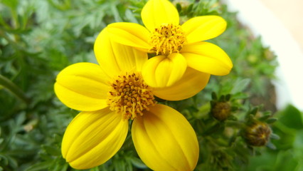Gelbe Tagetes