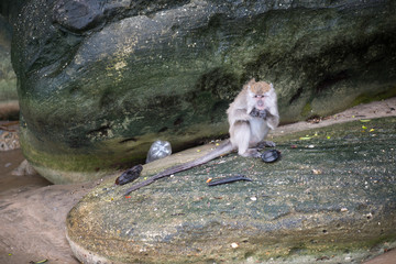 Macaque, Borneo, Malaysia