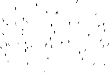 silhouette of a flock of birds on a white background