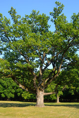 Obraz premium Old oak tree in the park.