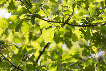 oak leaves in nature