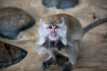 Macaque, Borneo, Malaysia