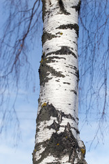 Fototapeta premium trunk of a birch against the blue sky