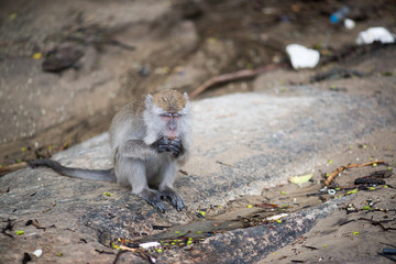 Macaque, Borneo, Malaysia