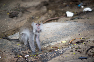 Macaque, Borneo, Malaysia