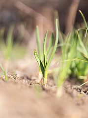 green onions growing in the garden