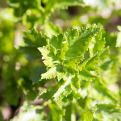 Fototapeta na wymiar young parsley in the garden on the nature