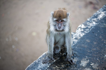 Macaque, Borneo, Malaysia