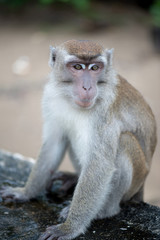 Naklejka na ściany i meble Macaque, Borneo, Malaysia