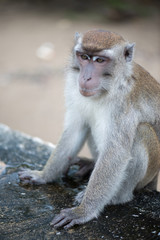 Macaque, Borneo, Malaysia