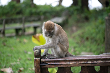 Macaque, Borneo, Malaysia