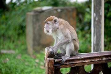 Macaque, Borneo, Malaysia