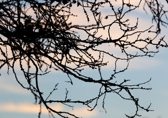 Fototapeta na wymiar tree branch on a background of dawn