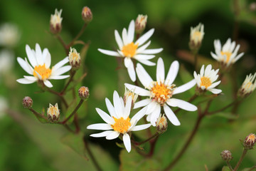 White flowers from Calico Aster