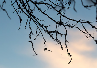 tree branch on a background of dawn