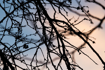 Fototapeta na wymiar tree branch on a background of dawn
