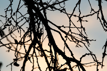 tree branch on a background of dawn
