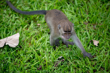 Macaque, Borneo, Malaysia
