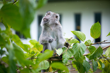 Macaque, Borneo, Malaysia