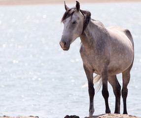 horse on nature