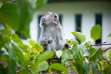 Macaque, Borneo, Malaysia