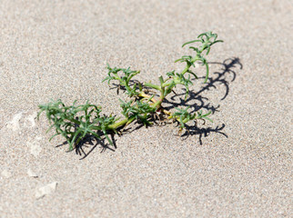 a plant in the sand