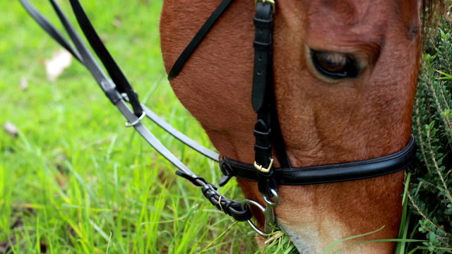 Horse chomping down on grass
