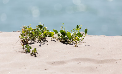 plant in the sand on the shore