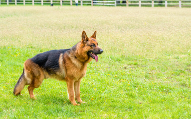 German shepherd  ready.  The German shepherd  is on the grass field.  