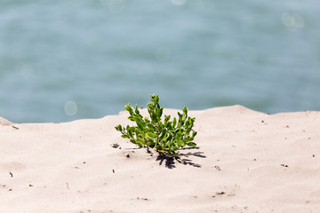 plant in the sand on the shore