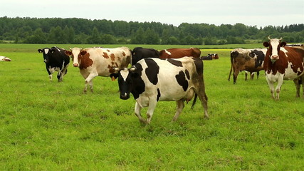 a few cows go to the left side on the grass in the field