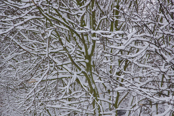 Snow on lots of branches