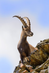 Stambecco al Colle del Leone - Monte Cervino  - Capra ibex