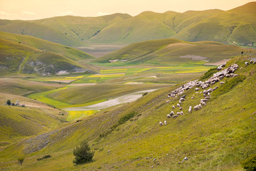 Herd of sheep at Piano Grande, Umbria, Italy