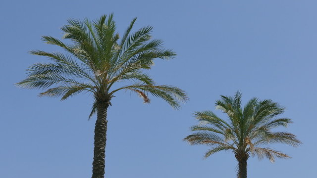 Two palm trees with blue clear sky, HD footage