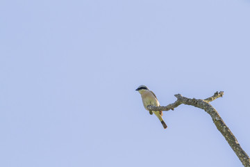 Neuntöter (Lanius collurio)