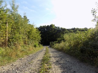 Path in deciduous forest