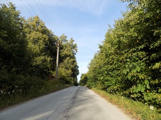 Road in deciduous forest