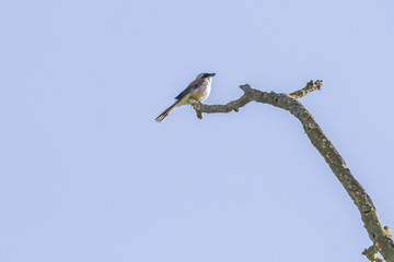 Neuntöter (Lanius collurio)