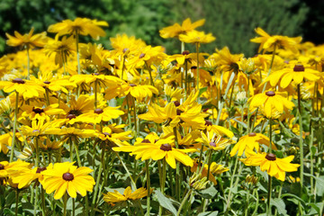 Bright flowers rudbeckia