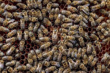 Healthy honey bee frame covered with bees surrounding the queen