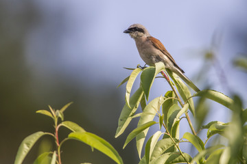 Neuntöter (Lanius collurio)
