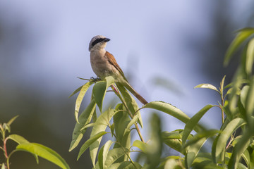 Neuntöter (Lanius collurio)