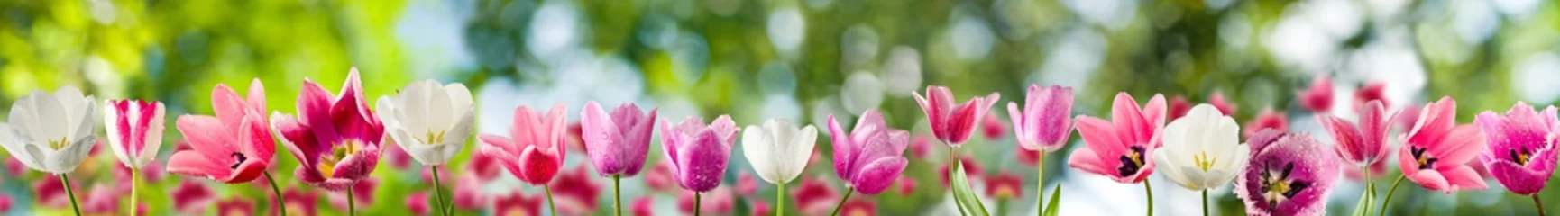 Poster de jardin Tulipe Image of tulips closeup