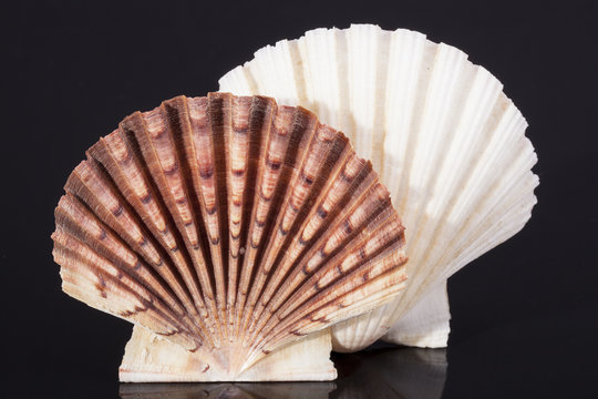  molluscs sea shells isolated on black background
