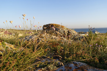 Desert. Dry grass  and rock