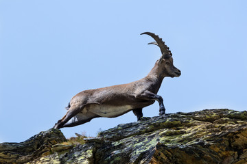 Stambecco al Colle del Leone - Monte Cervino  - Capra ibex