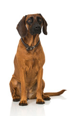 Bayerischer Gebirgsschweißhund