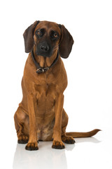 Obraz premium Bayerischer Gebirgsschweißhund