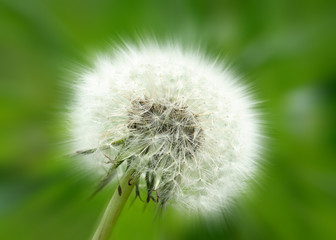 Dandelion Clock, abstract.
Close-up of a dandelion clock against a green background. Abstract variation,soft-focus effect. 